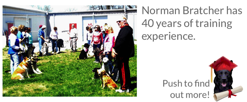 american molossus price